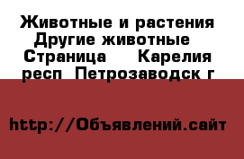 Животные и растения Другие животные - Страница 2 . Карелия респ.,Петрозаводск г.